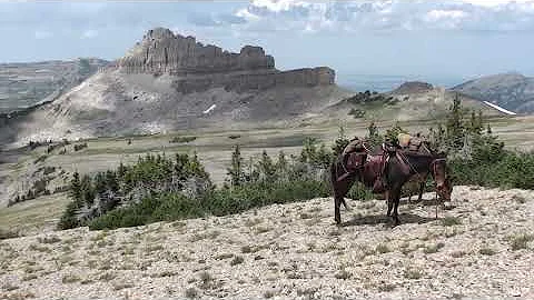 Gaited Mules - 2022 Wyoming Trail Ride