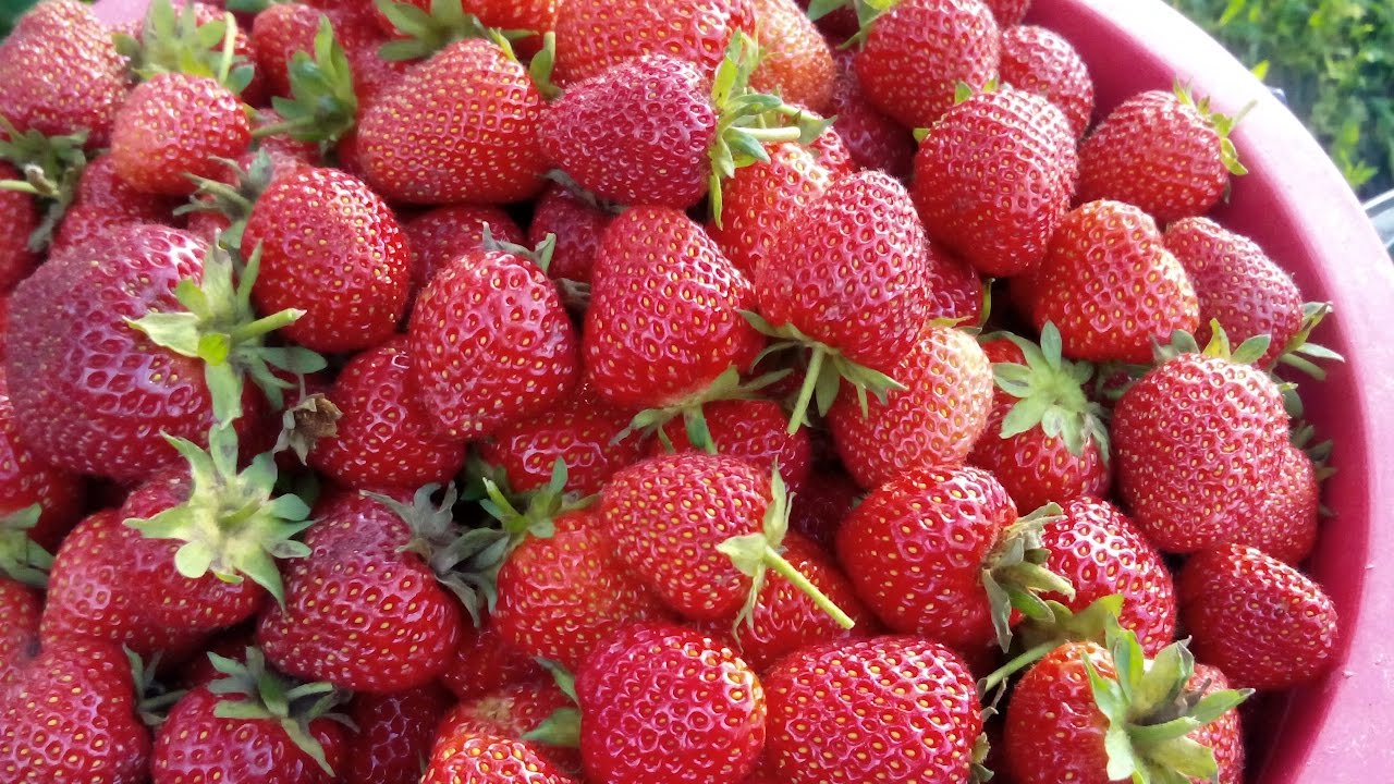 клубника плюсы. видеозаписи +18 клубника плюс/вконтакте. клубника без фона. клубника плюсы. полезные свойства клубники.