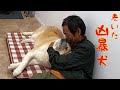 元凶暴秋田犬と台風が過ぎ去るのを待つ(10月9日ライブハイライト)