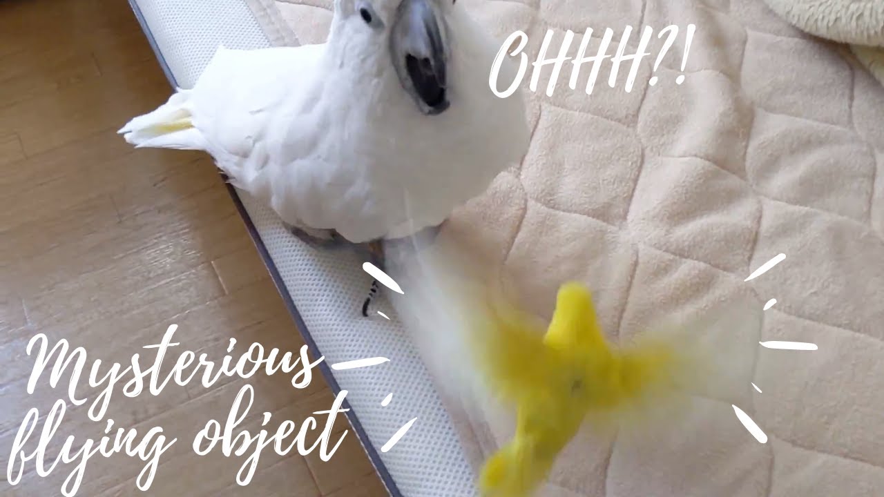 ゆきまる れもん セキセイのほうが強くてタイハクオウムのほうが弱いらしい Youtube