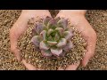 #116【丈夫でかわいく育つ土】植え替える方必見。コツはこんな感じです。