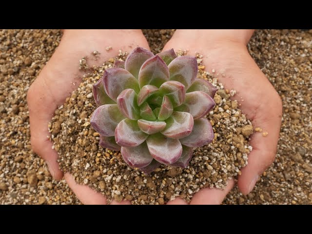 116 [Soil for growing healthy, cute succulents] Must-watch for