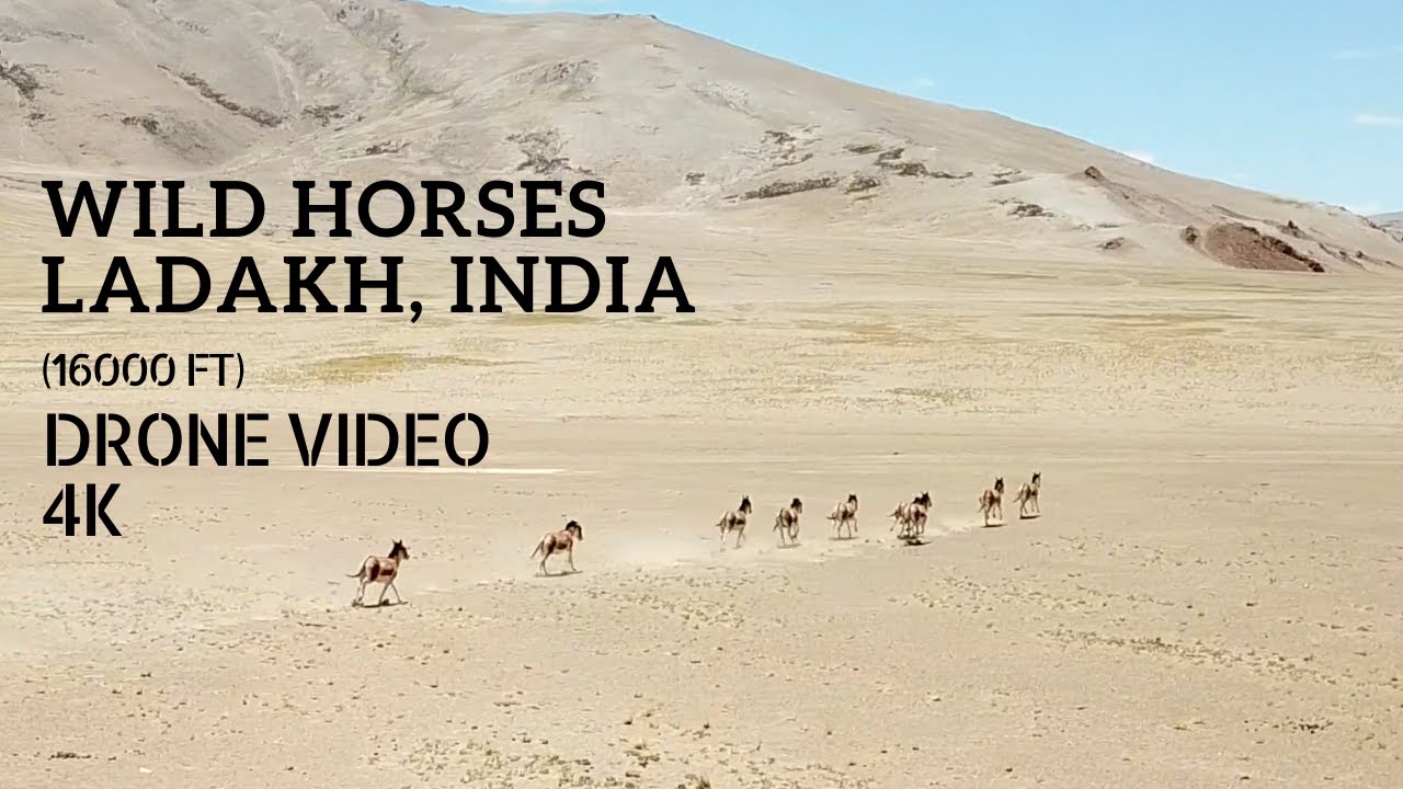 Wild Horses Running in Ladakh, India || Drone || 4k || Incredible India