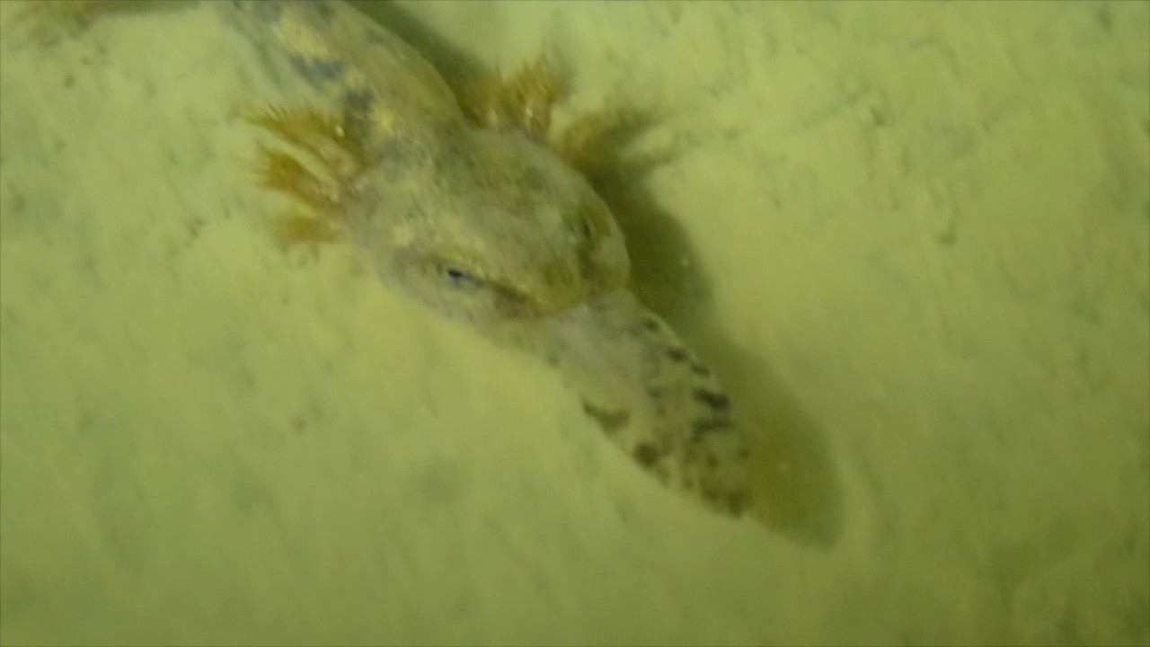 mauritius map Salamandra cannibalism