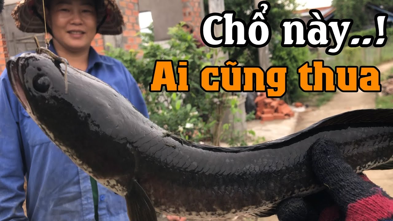 Trở lại bãi cỏ mà nhiều cần thủ phải ngao ngán | THÚ VUI MIỀN TÂY. 23