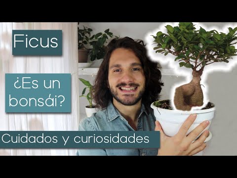 Video: ¿Qué es un árbol de Ficus Ginseng? Aprenda a cultivar una planta de interior de Ficus Ginseng