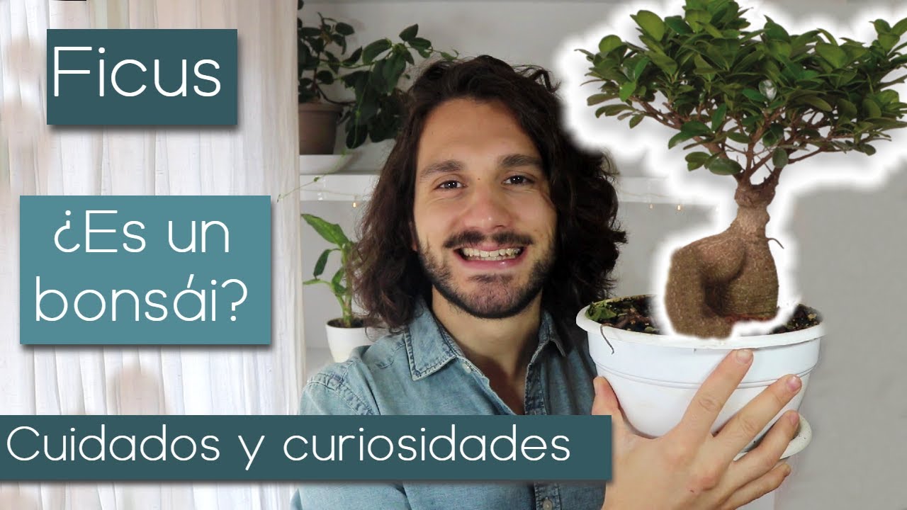 🌳 Cuidados de FICUS "bonsái"🌳 ¿Ficus GINSENG o FIcus retusa?😵 YouTube
