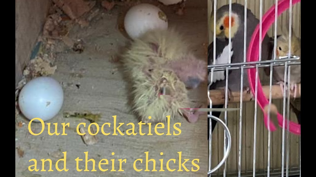 COCKATIELS WITH CHICKS / COAKTAILS AND THEIR CHICKS / CUTE COCKATIELS FAMILY