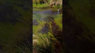 Relax - Crystal Stream Flowing Over Lush Underwater Plants At The Forest