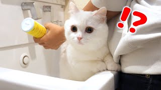 病院が怖くてお漏らしして、お尻を洗われる猫！