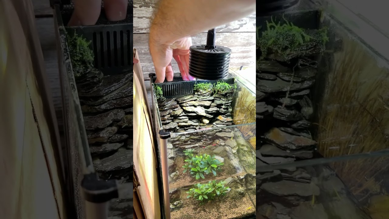 Stringy Moss Took Over This Nano Shrimp Tank! #fishroom #plantedtank #shrimptank #aquariumhobby