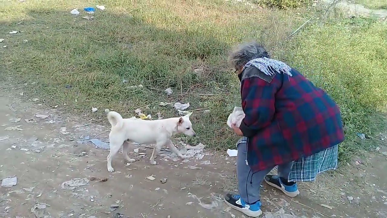 White Russian Stray dog not eating chicken bones/feet/Mountain village/Birds/Nature Buddies NYC