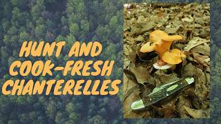 Golden Chanterelles In the Woods and in the Kitchen