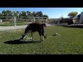 Little Utah Farm ~  Birth of a Llama ~ Video 3.wmv