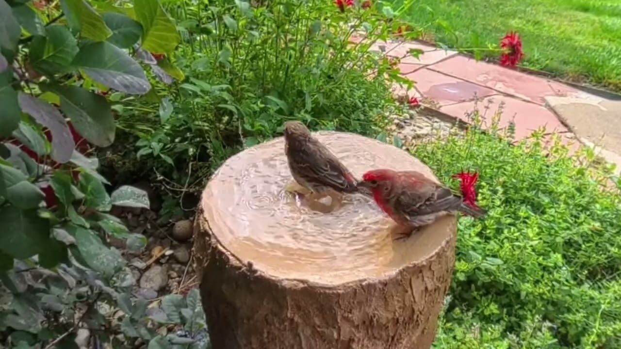 Birds In the birdbath not long ago