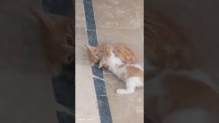 Cute Mother Cat With Cute Cute Kittens 🐱🐱🐱||Mother's Love ❤❤❤||#viral #viralvideo #vlogger