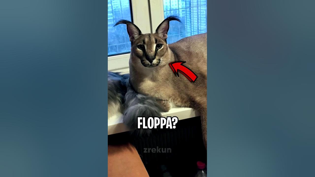 Conheça Big Floppa, o gato que virou a grande estrela dos memes na internet  - Pet e pop