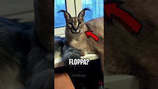 Quem É Floppa? Gato Gigante?