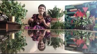 "Living Rooms" Episode 91: Carlie Howell