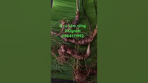 4 củ sâm rừng xinh ngon #sâm_ngọc_linh #sâm_ngọc_linh_rừng #sâm_lai_châu_rừng #sâm_ngọc_linh_rừng