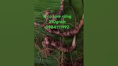 4 củ sâm rừng xinh ngon #sâm_ngọc_linh #sâm_ngọc_linh_rừng #sâm_lai_châu_rừng #sâm_ngọc_linh_rừng