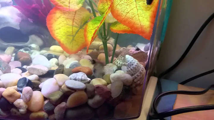 New panda cory getting aquainted with new family
