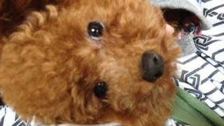 I can't eat the gum even chew even chew 噛んでも噛んでもガムがなくならない・・・