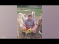 I dare you not to laugh at the FUNNIEST Animal Videos of 2024 Mp3 Song
