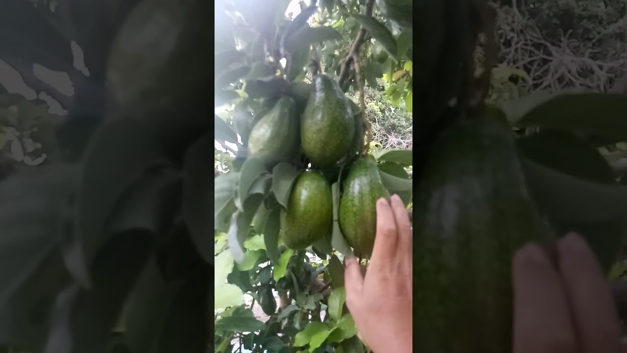 Alpukat 4 tahun 200 buah 