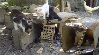 MASUK KEDALAM LOBANG BATAKO 