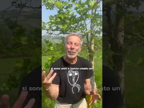 Video Il platano per le caratteristiche della sua corteccia è un depuratore dellambiente