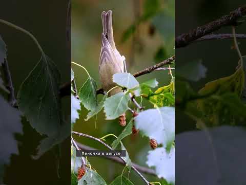 Видео: Теньковка #голосаптиц