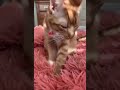 cute cats and kittens   cats will make you laugh  funny cat compilation