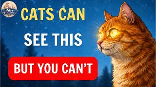 9 Strange Things only Cats Can See And Hear but You Can't! Cat Behavior Expert | Cat Psychology