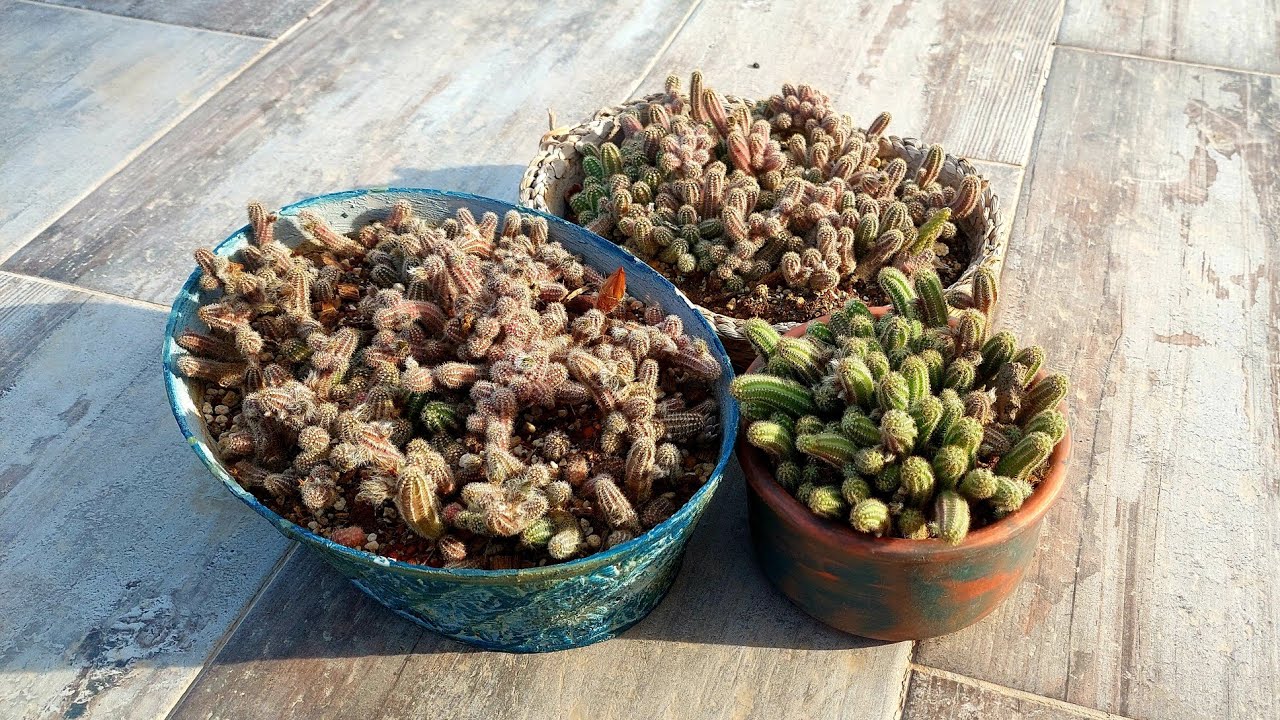 Parmak Kaktüs Bakımı Üretimi Tüm Detaylar