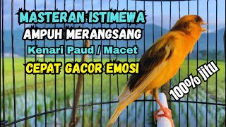 Kenari gacor NGEROL PANJANG cocok untuk PANCINGAN KENARI PAUD bikin BURUNG KENARI GACOR PANJANG