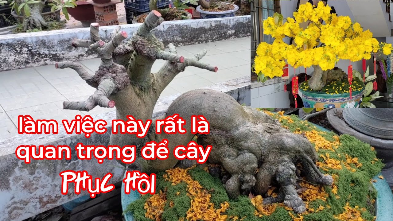 Sau khi cắt đôn cần biết những việc làm này rất là qua trọng để cây phục hồi 