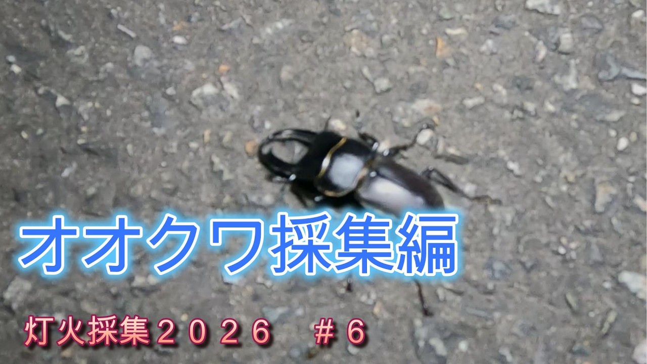 オオクワ灯火採集2026【＃6】 - YouTube