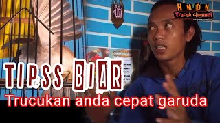 TIPS BIAR BURUNG TRUCUKAN CEPAT BUKA SAYAP ATAU GARUDA