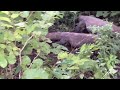 Komodo eats until full
