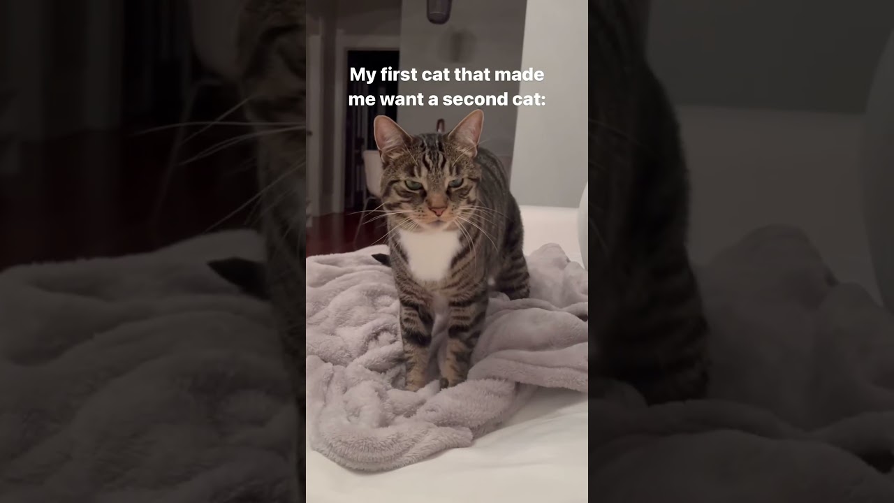 Your honor, it’s an orange cat😁❤️💋  