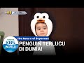 Penguin Terlucu di Dunia! [The Return of Superman/19-01-2020][SUB INDO]