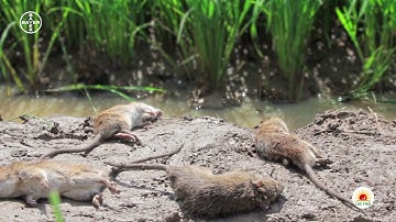 RACUMIN _ DIỆT CHUỘT THÔNG MINH _ CHẬM MÀ CHẮC