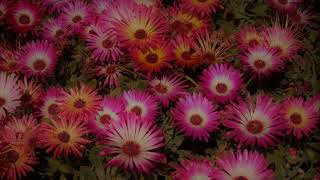 Where Have All The Flowers Gone  The Searchers  with S