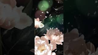 🎵🎶 Video Photo Roses “La Vie en Rose” No CopyRight Music 🎶🎶