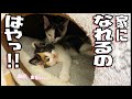 馴染むの早過ぎる保護した子猫、ふわみけちゃん。リラックスしすぎでかわいい