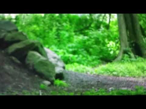 RED WOLVES PACK HOWLING  caught on camera