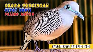 SUARA PERKUTUT LOKAL GACOR - Pancingan Pagi Hari Untuk Semua Burung Perkutut Agar Cepat Bunyi screenshot 3