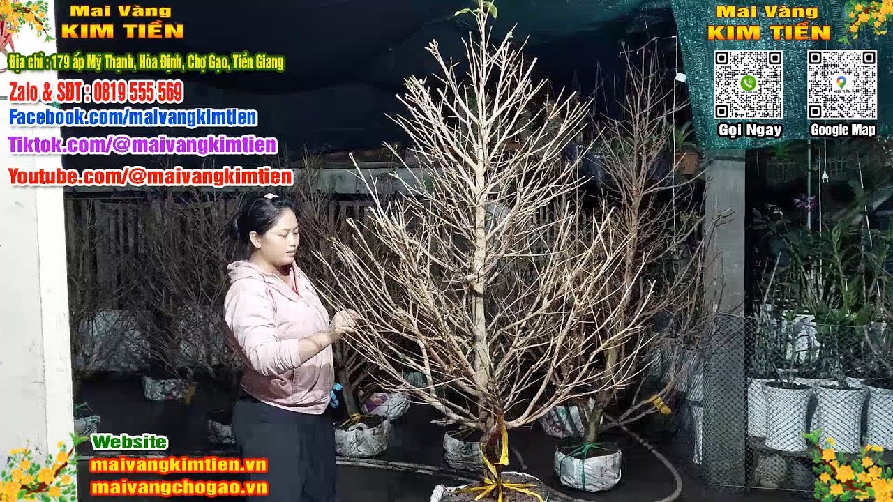 Mai Vàng Nhiều Nụ Đón Tết Bao Ship Toàn Quốc - Mai Vàng Kim Tiền Chợ Gạo