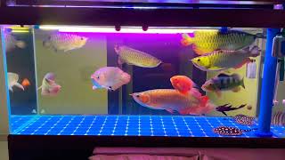 Arowana community tank